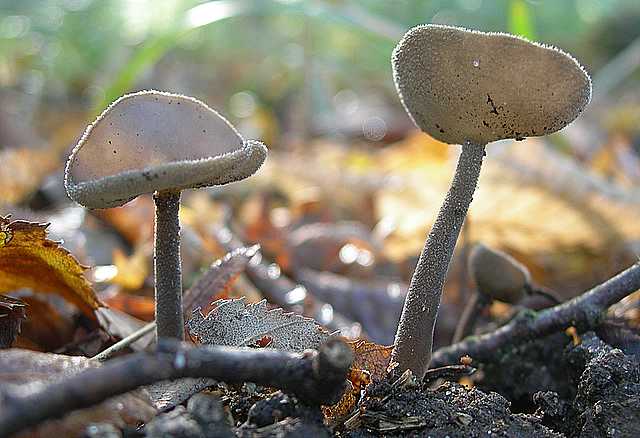 Le  meraviglie della foresta